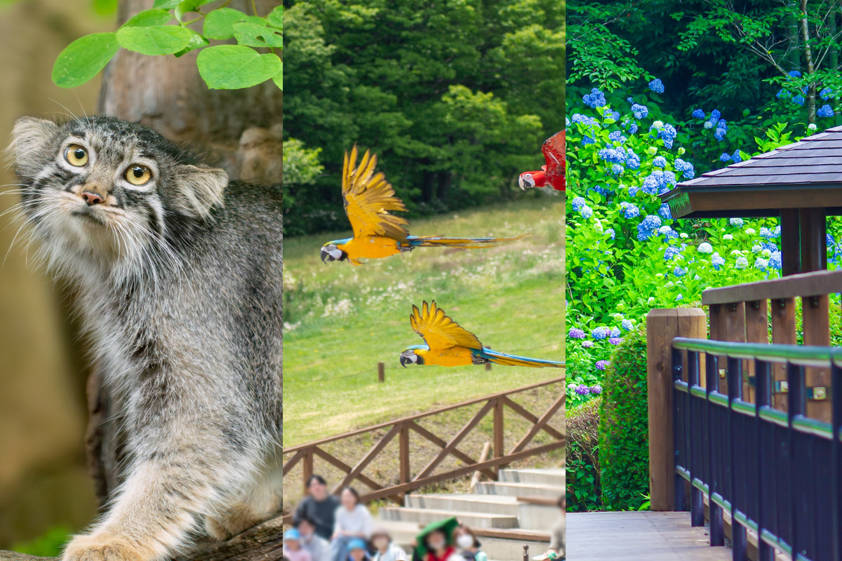 6月27日 紫陽花撮影ツアー