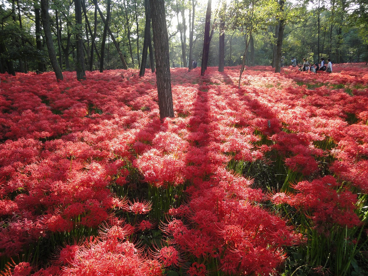 巾着田曼珠沙華公園