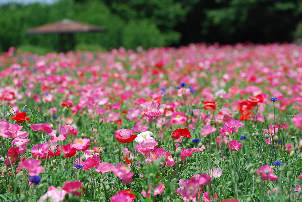 大宮花の丘農林公苑
