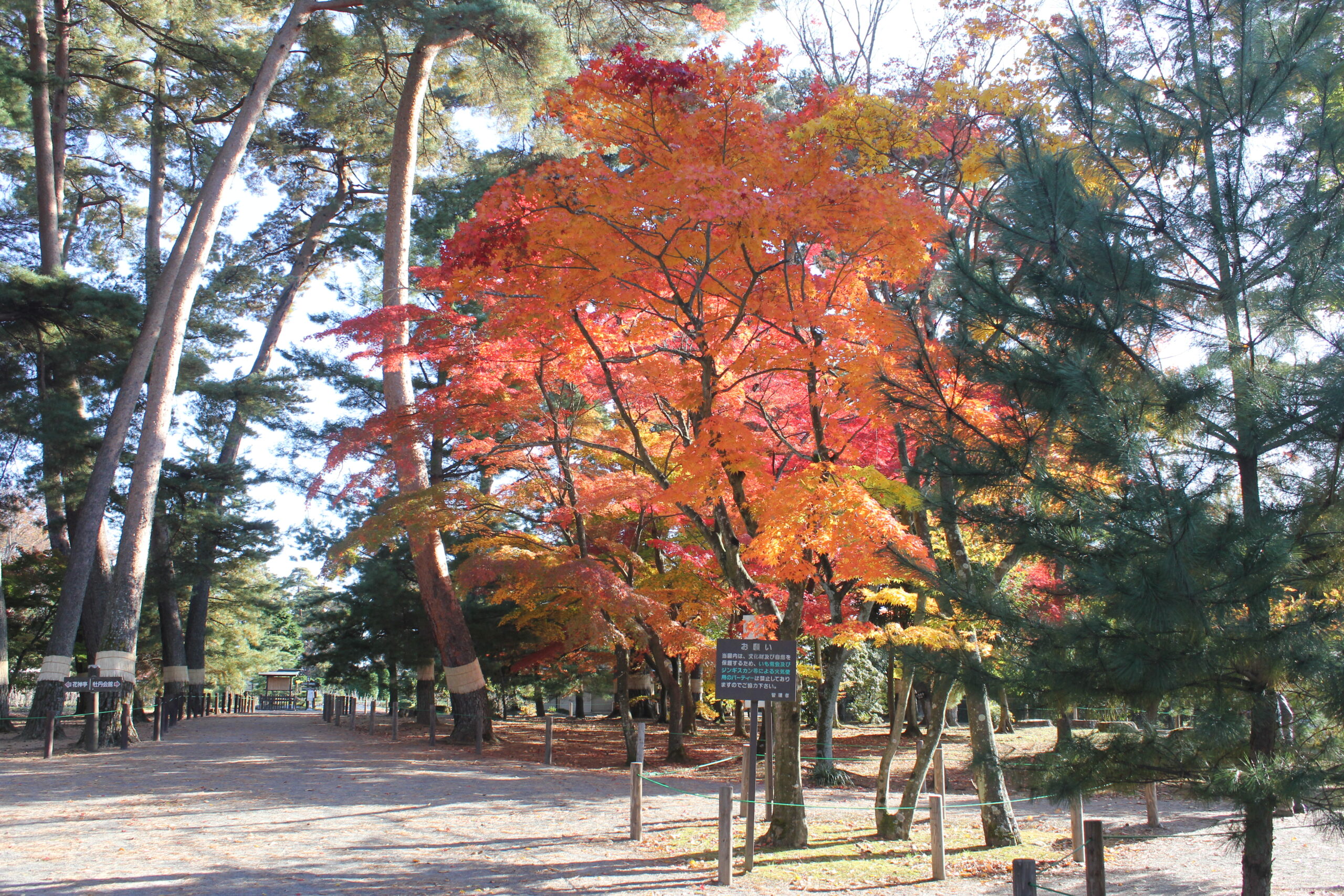 須賀川牡丹園