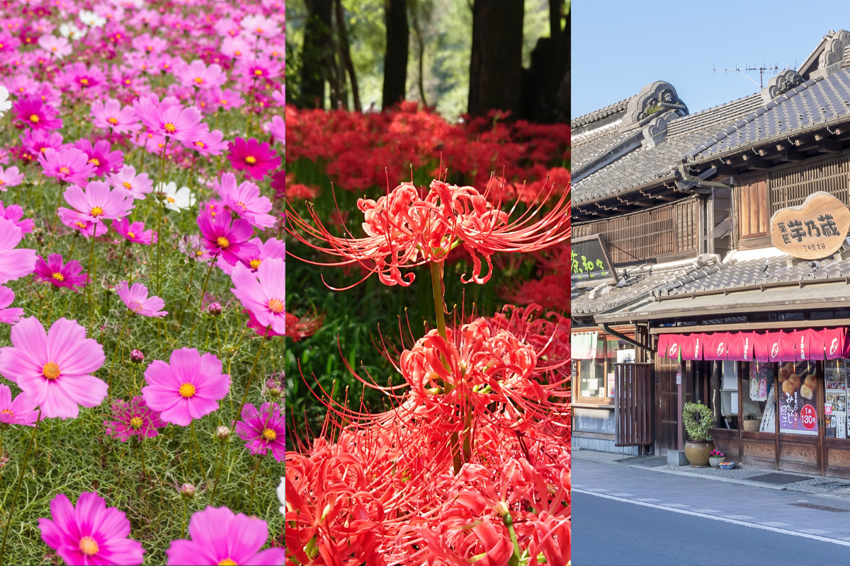 9月26日  巾着田・川越 撮影ツアー