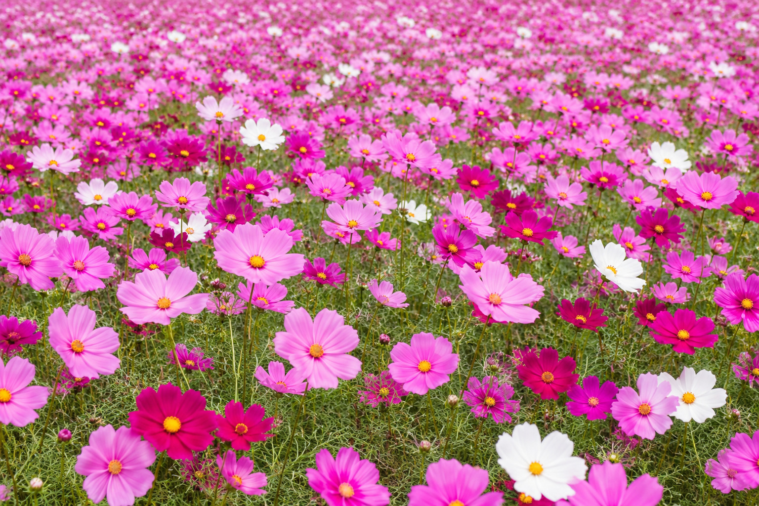 大宮花の丘農林公苑